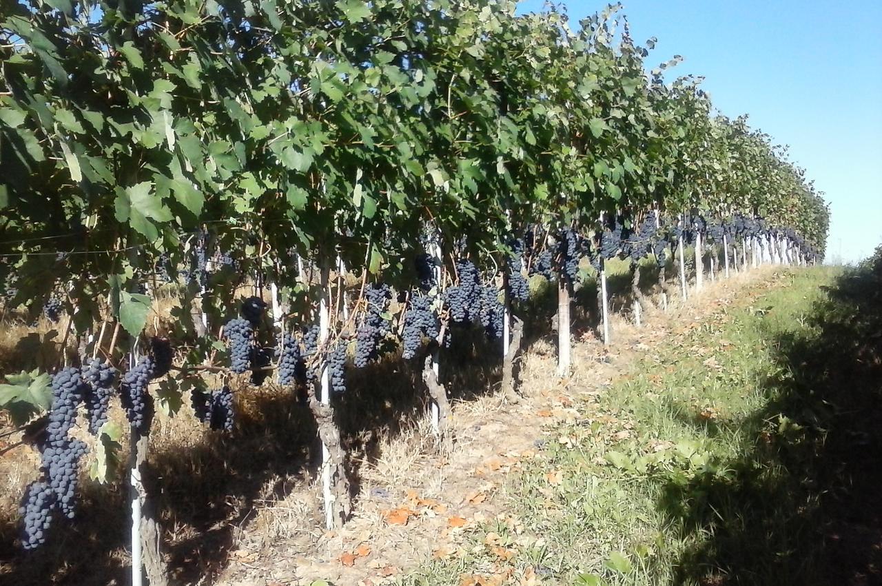 Tenuta Calabiana Diano dʼAlba エクステリア 写真